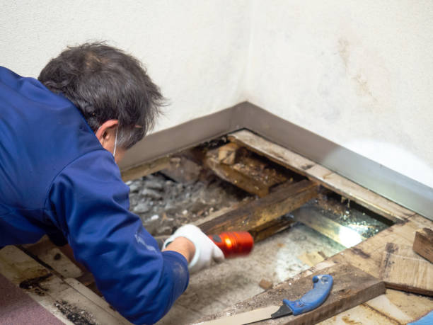 Best Fast Mold Removal  in Rainier, OR