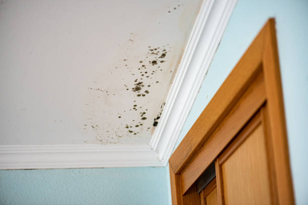 Best Mold Testing  in Rainier, OR