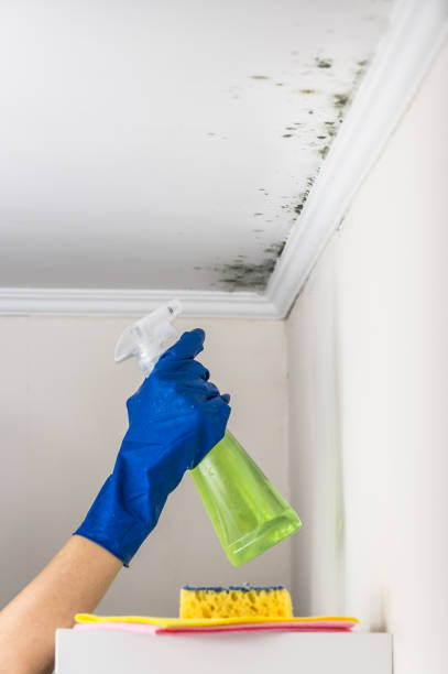Mold Testing and Removal in Rainier, OR